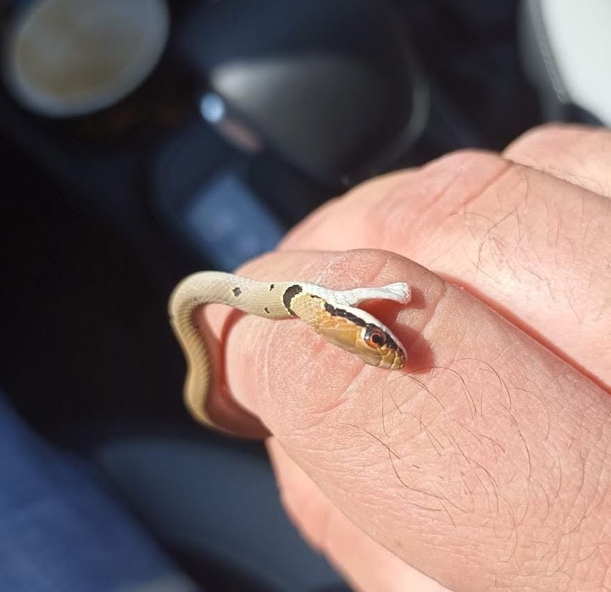 Snake