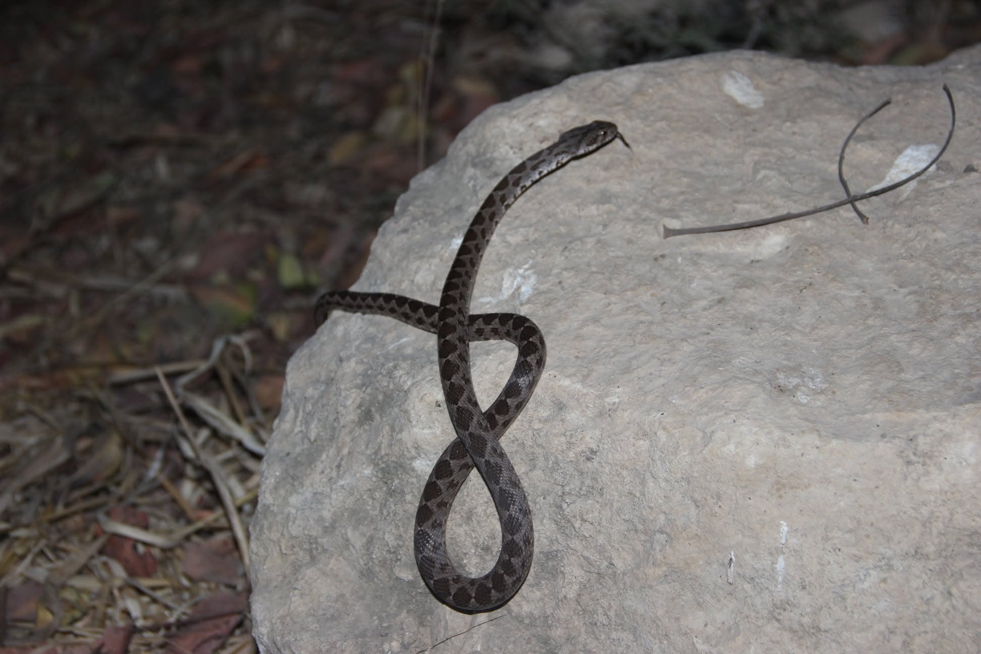 Snake