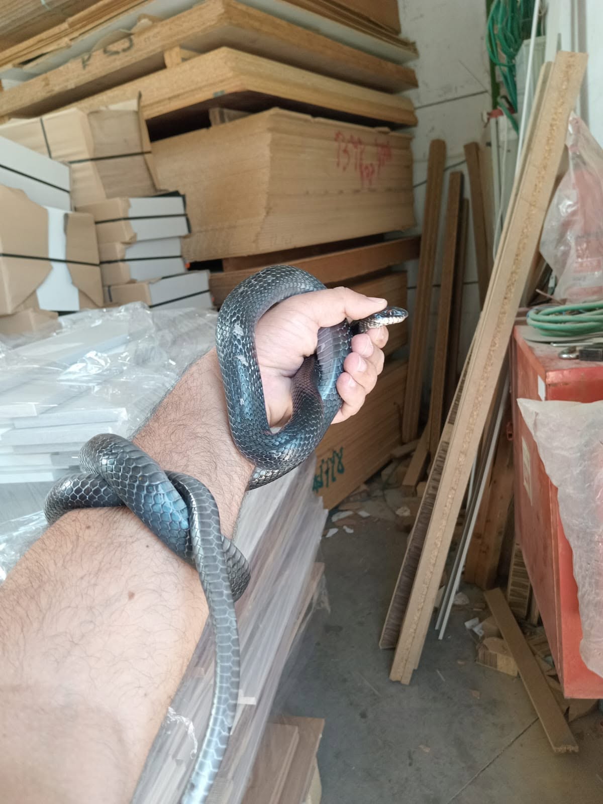 Snake