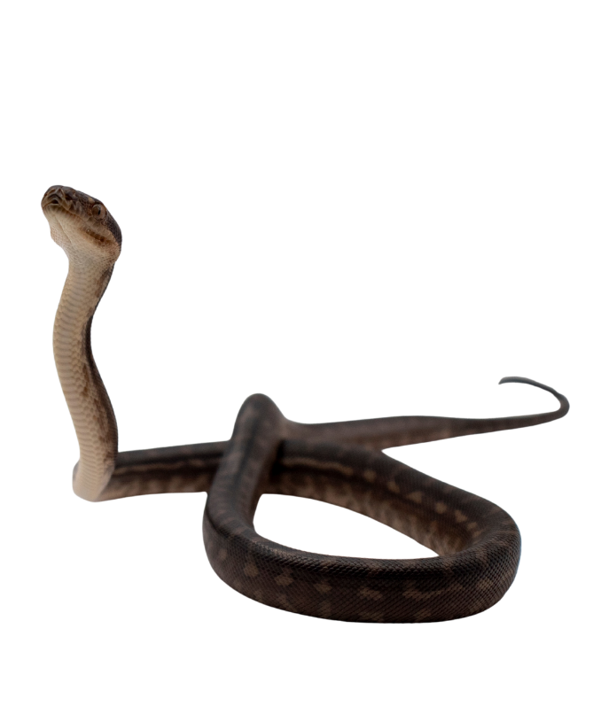 נחש