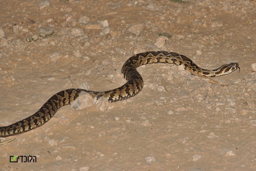 Snake