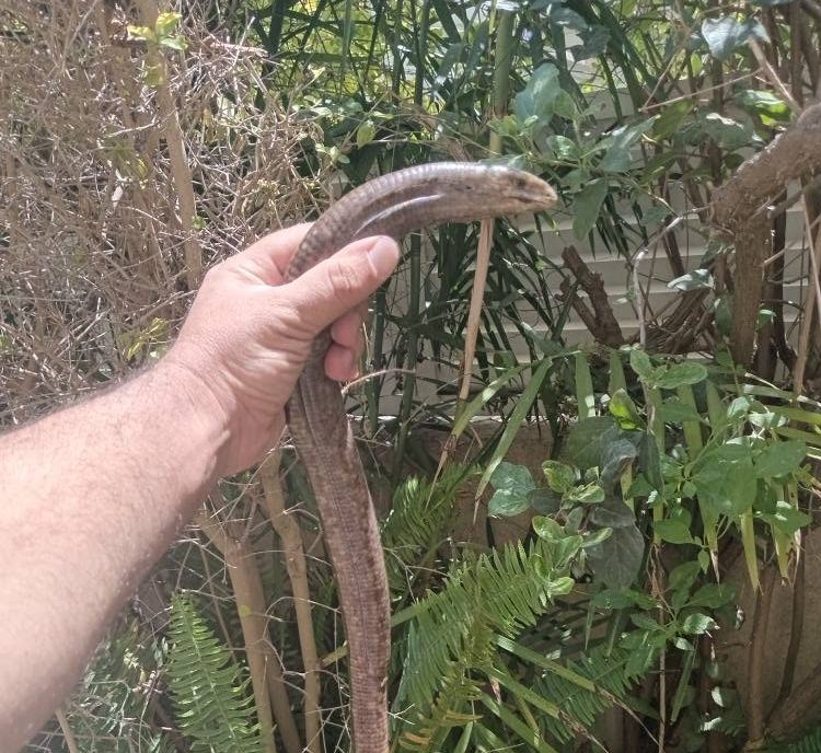 Snake